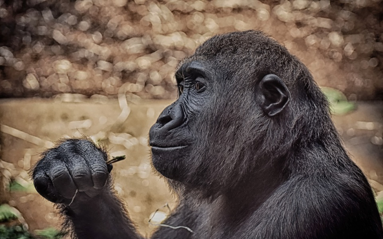 Gondozóra támadt egy gorilla a madridi állatkertben