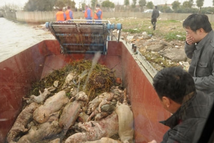 A 13 ezret is meghaladja a Sanghajban és környékén lévő folyókból kihalászott döglött sertések száma
