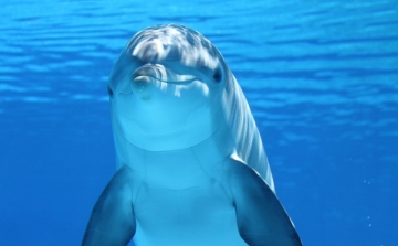 Harminc millió évvel ezelőtt élt fogatlan, apró delfinfajt fedeztek fel a kutatók 
